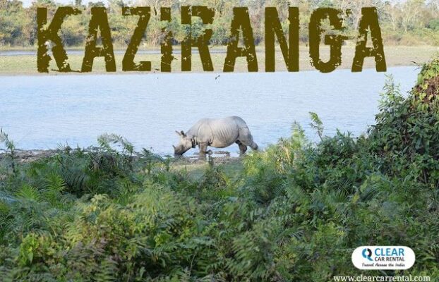 Kaziranga one-horned rhinos ~ The pride and heart of Assam