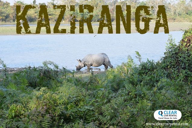 Kaziranga one-horned rhinos ~ The pride and heart of Assam